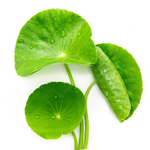 Centella Asiatica Extract
