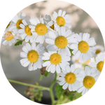 Chamomile Flower Extract